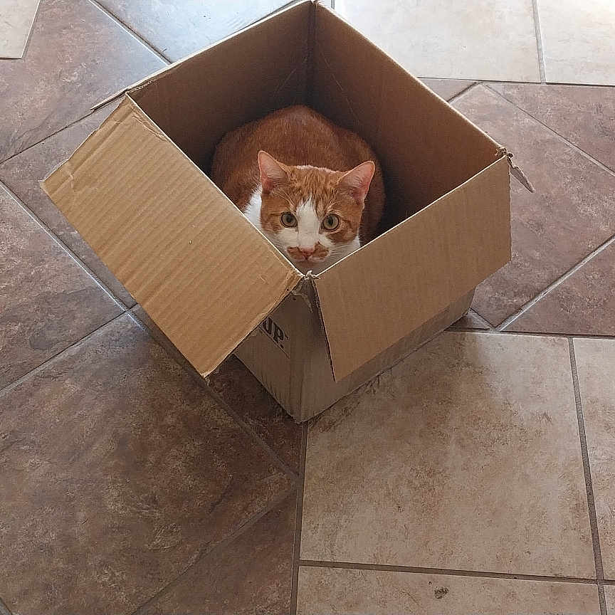 Ferbie is registered to the contest to win money with this photo: animal, box, brown, cardboard_box, cat, curious, cute, domestic_cat, feline, flooring, household_items, indoor, leash, orange, orange_cat, pet, pet_house, sitting, tile_floor, white