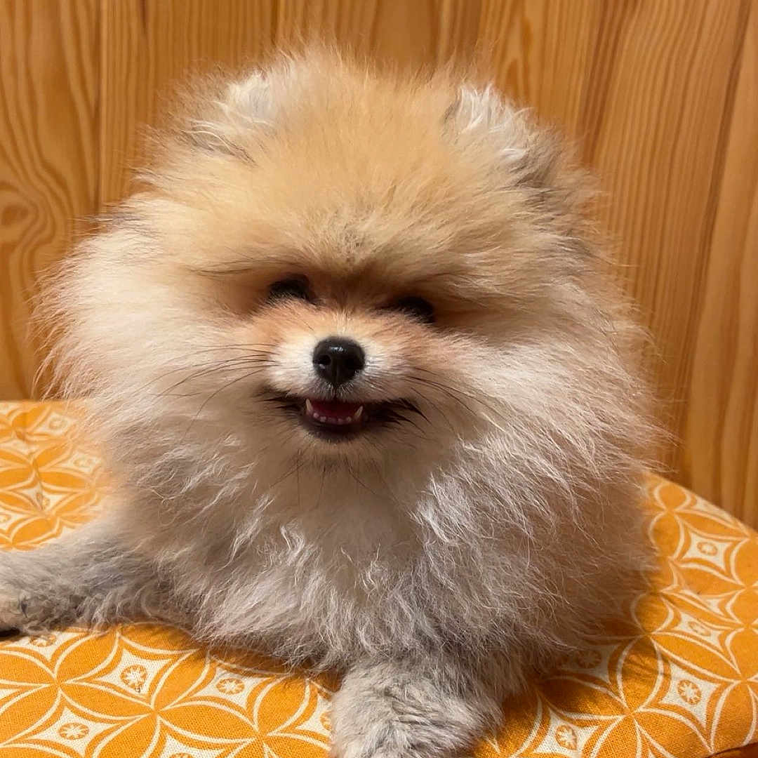 Vaïanna participe au concours pour gagner de l'argent avec cette photo : animal, companion, cushion, cute, dog, domestic_animal, face, fluffy, fur, happy, indoor, orange, patterned, paw, pet, pomeranian, relaxed, small_dog, smiling, wooden_wall