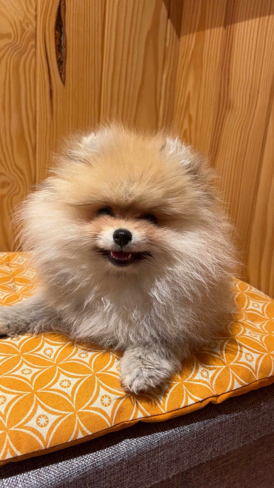 Vaïanna participe au concours pour gagner de l'argent avec cette photo : dog, pomeranian, fluffy, smiling, pet, animal, cushion, orange, patterned, wooden_wall, indoor, cute, small_dog, fur, face, paw, relaxed, happy, companion, domestic_animal