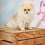 dog, pomeranian, fluffy, wooden_crate, pet, animal, indoors, portrait, cute, small_dog, furry, brown_eyes, sitting, studio, decor, spring, flowers, background, soft_focus, pastel_colors