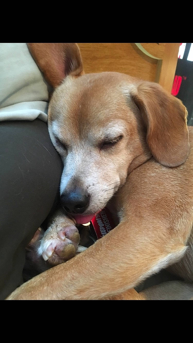 Cooper joined the competition — help win amazing prizes! carnivore, comfort, companion_dog, dog, dog_breed, fawn, fur, paw, puppy_love, snout, watch, whiskers, working_animal