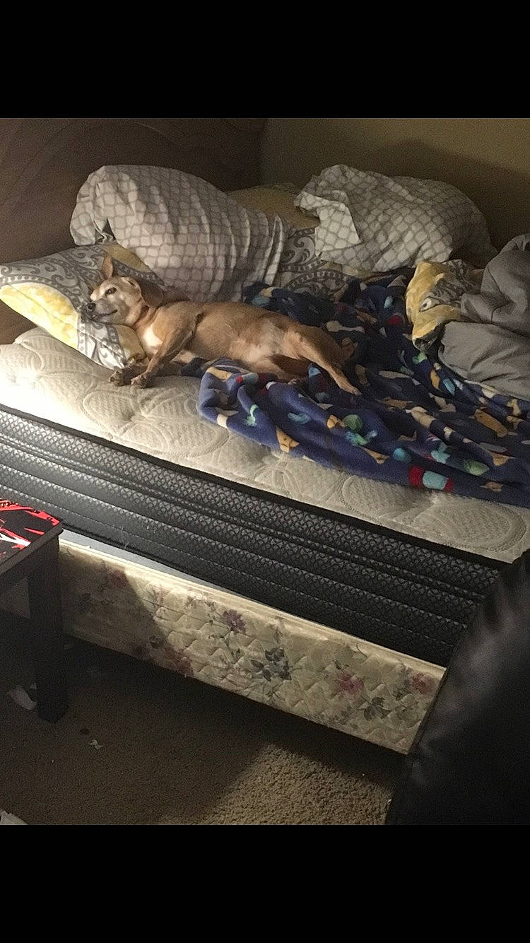 Cooper joined the competition — help win amazing prizes! carnivore, cat, claw, comfort, couch, darkness, domestic_short_haired_cat, felidae, fur, linens, metal, rectangle, room, small_to_medium_sized_cats, still_life_photography, tail, tints_and_shades, visual_arts, whiskers, wood