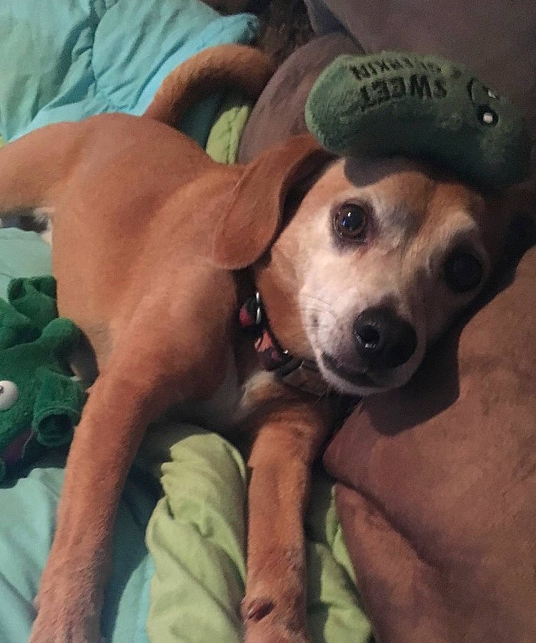 Cooper is registered to the contest to win money with this photo: canidae, carnivore, cloud, comfort, companion_dog, cool, dog, dog_breed, fawn, fur, happy, hat, paw, puggle, puppy_love, selfie, snout, sporting_group, whiskers, working_animal