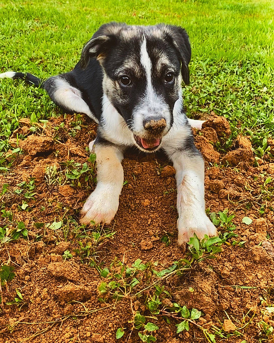 Oreo is registered to the contest to win money with this photo: carnivore, companion_dog, dog, grass, groundcover, plant, puppy, soil, tail, terrestrial_animal, whiskers, working_animal, working_dog