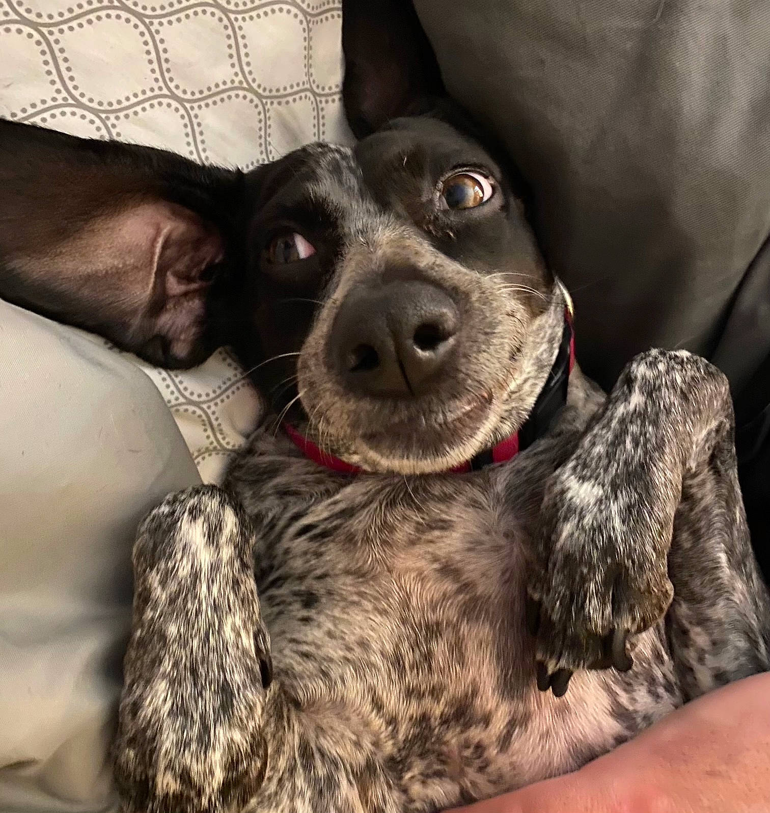 Sarah is registered to the contest to win money with this photo: canidae, carnivore, collar, comfort, companion_dog, couch, dog, dog_breed, dog_collar, ear, fawn, fur, jaw, liver, paw, selfie, snout, sporting_group, whiskers, working_animal