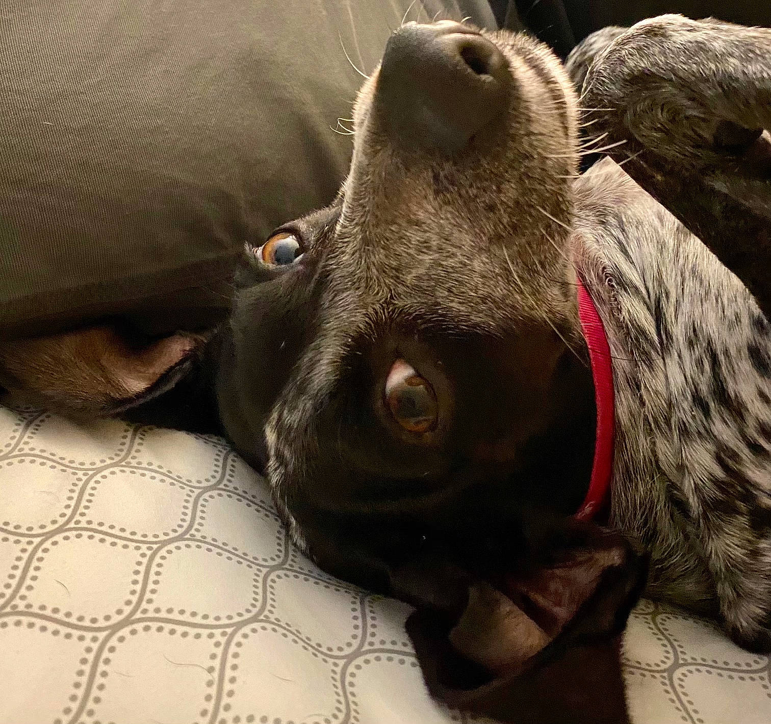 Sarah joined the competition — help win amazing prizes! carnivore, close_up, collar, comfort, companion_dog, dog, dog_breed, dog_collar, ear, fawn, fur, grey, liver, mammal, pet_supply, snout, sporting_group, terrestrial_animal, whiskers, working_animal