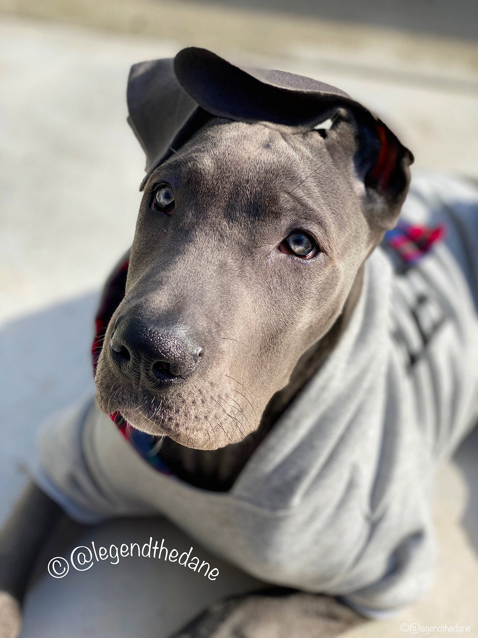 Legend is registered to the contest to win money with this photo: canidae, carnivore, collar, companion_dog, dog, dog_breed, dog_collar, jaw, mammal, pet_supply, snout, sporting_group, whiskers, working_animal, working_dog