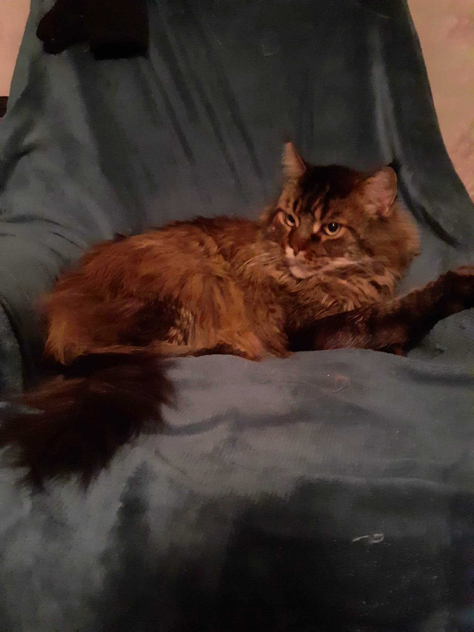 Joé a rejoint le concours — aidez-le/la à gagner de superbes lots ! carnivore, cat, claw, comfort, domestic_short_haired_cat, fawn, felidae, fur, paw, sleeve, small_to_medium_sized_cats, tail, terrestrial_animal, whiskers, window, wood