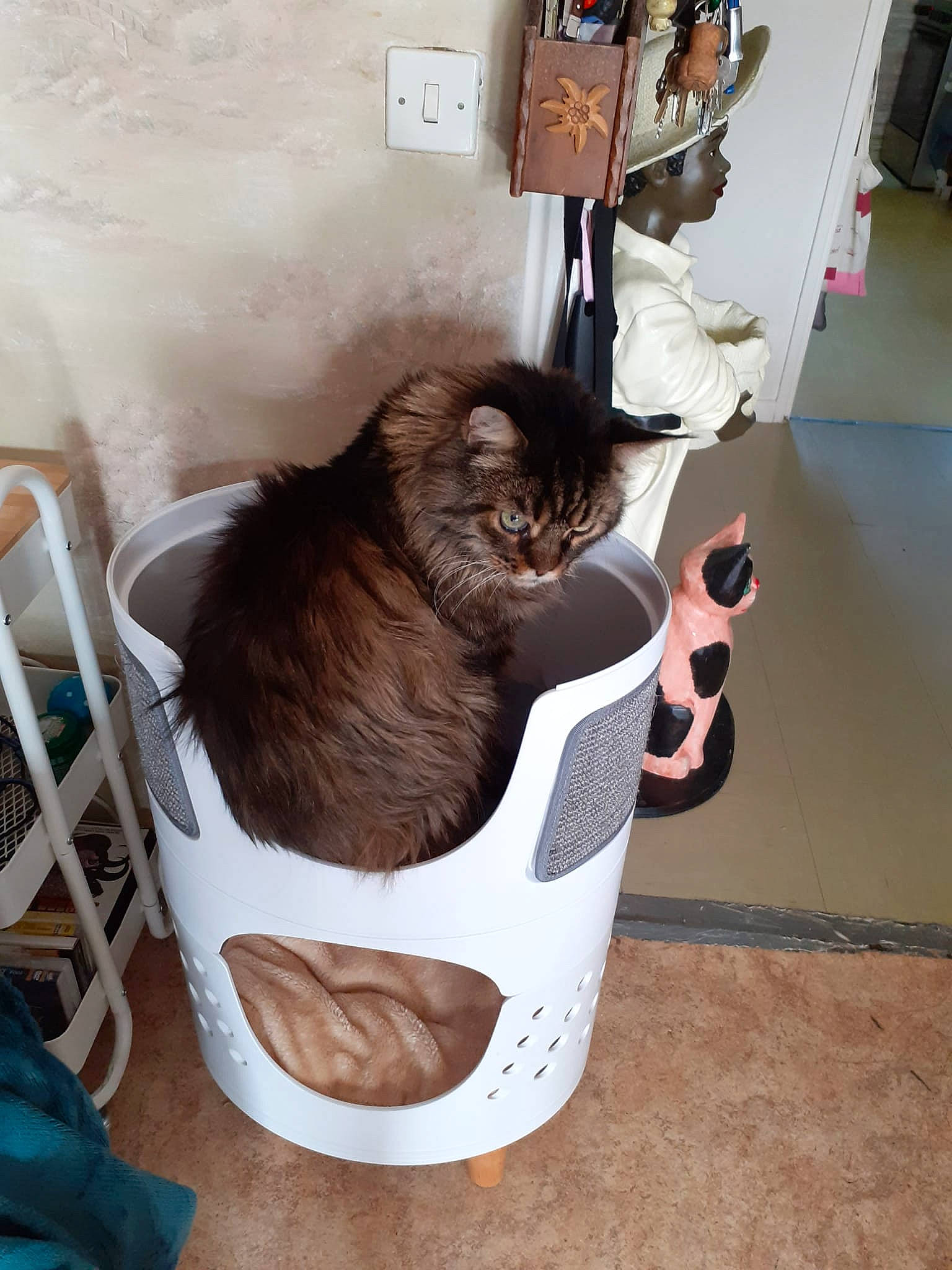 Joé a rejoint le concours — aidez-le/la à gagner de superbes lots ! box, brown, carnivore, cat, cat_supply, chair, comfort, companion_dog, domestic_short_haired_cat, felidae, flooring, fur, hardwood, houseplant, pet_supply, room, small_to_medium_sized_cats, tail, whiskers, wood