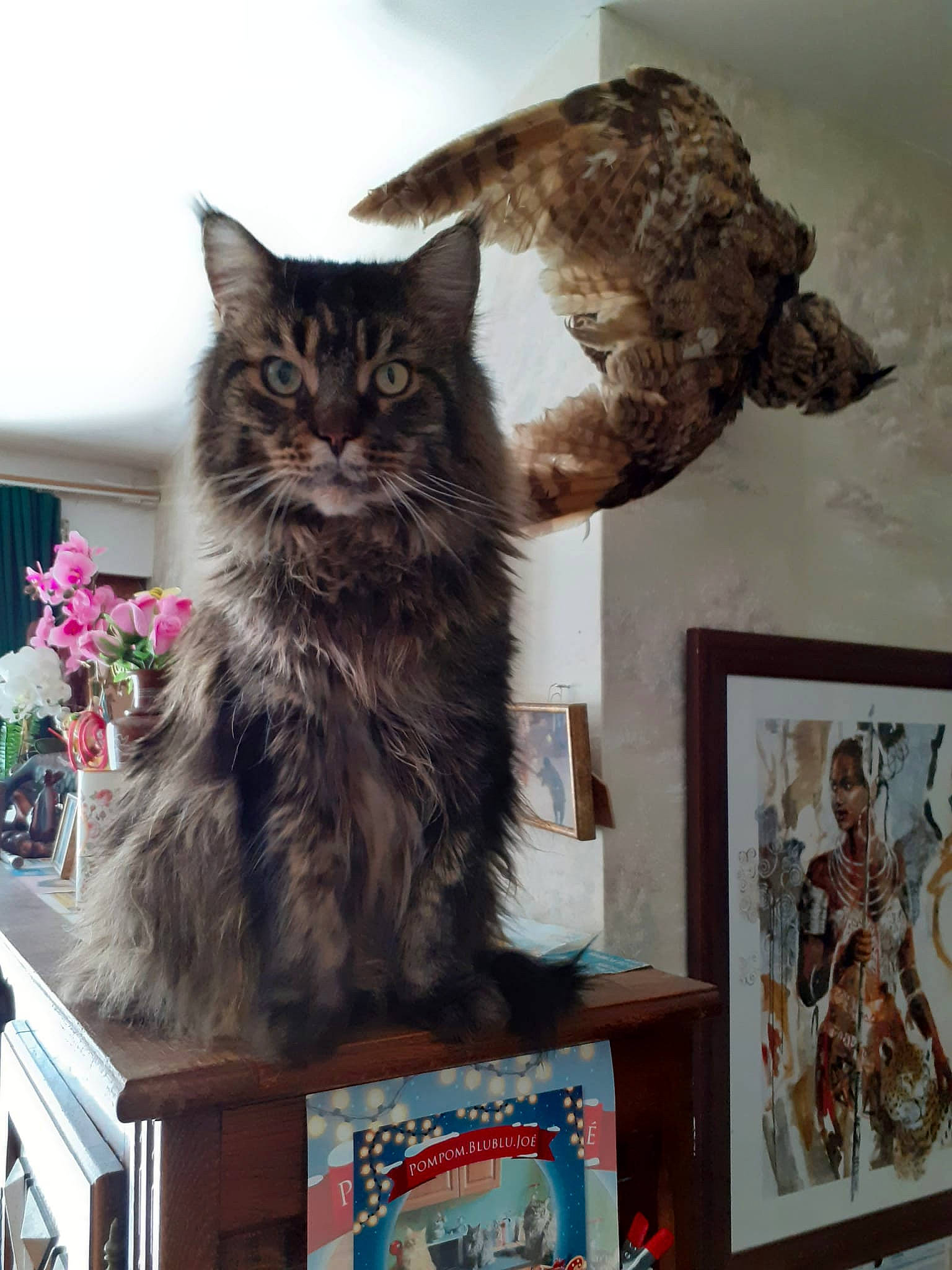 Joé participe au concours pour gagner de l'argent avec cette photo : art, bookcase, box, carnivore, cat, domestic_short_haired_cat, felidae, flower, fur, picture_frame, plant, publication, room, shelf, shelving, small_to_medium_sized_cats, tail, visual_arts, whiskers, wood