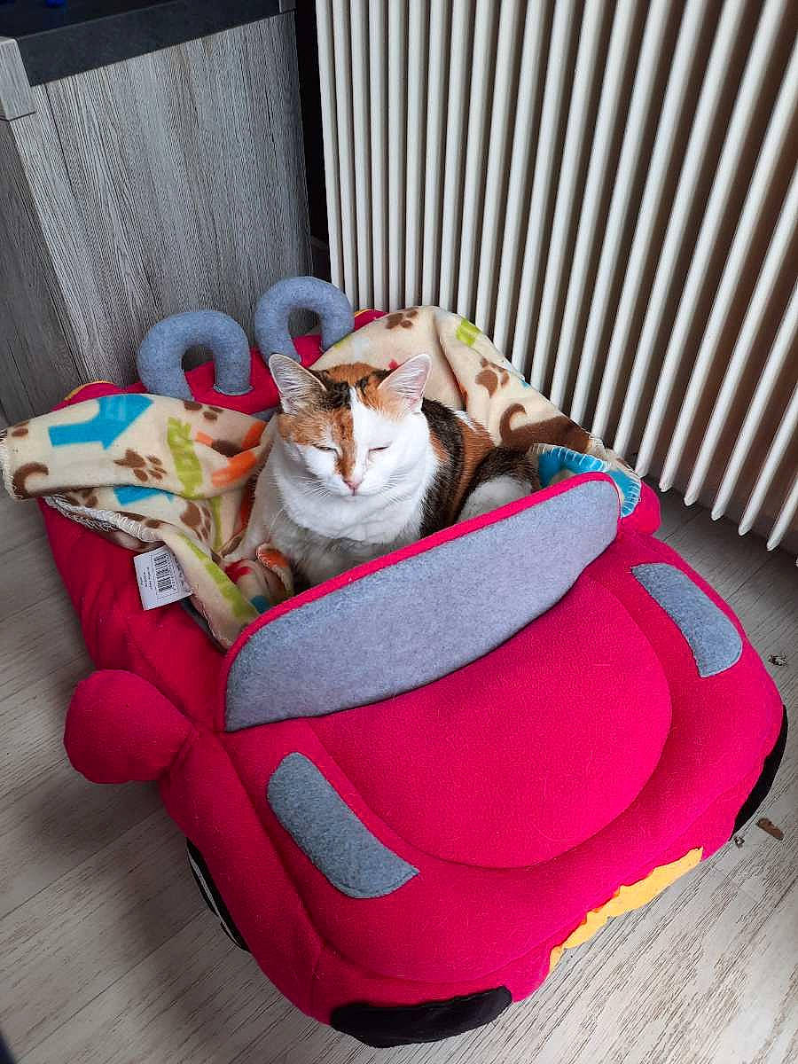 Daysie participe au concours pour gagner de l'argent avec cette photo : baby_products, bag, carmine, carnivore, cat, comfort, companion_dog, fawn, felidae, fur, hardwood, linens, luggage_and_bags, magenta, pink, small_to_medium_sized_cats, textile, toy, whiskers, wood