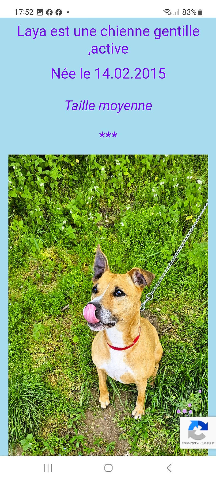 Laya a rejoint le concours — aidez-le/la à gagner de superbes lots ! canidae, carnivore, collar, companion_dog, dog, dog_breed, dog_collar, dog_supply, fashion_accessory, fawn, grass, leash, non_sporting_group, pet_supply, photo_caption, plant, terrestrial_animal, terrestrial_plant, tracking_trial, working_animal