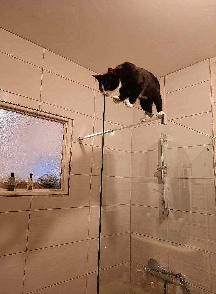 Valda a rejoint le concours — aidez-le/la à gagner de superbes lots ! bathroom, cat, ceiling, composite_material, floor, flooring, glass, hardwood, household_supply, plaster, plumbing, plumbing_fixture, room, shade, shadow, shower_head, tail, tints_and_shades, window, wood