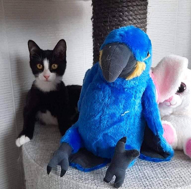Valda participe au concours pour gagner de l'argent avec cette photo : art, blue, carnivore, cat, domestic_short_haired_cat, electric_blue, felidae, fur, grey, mammal, pattern, plush, small_to_medium_sized_cats, stuffed_toy, tail, toy, vertebrate, whiskers, wool, woolen