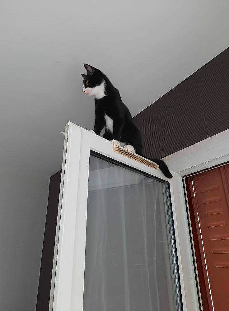 Valda a rejoint le concours — aidez-le/la à gagner de superbes lots ! building, carnivore, cat, curtain, door, felidae, grey, rectangle, roof, sash_window, shade, small_to_medium_sized_cats, tail, tints_and_shades, whiskers, window, window_blind, window_covering, window_treatment, wood