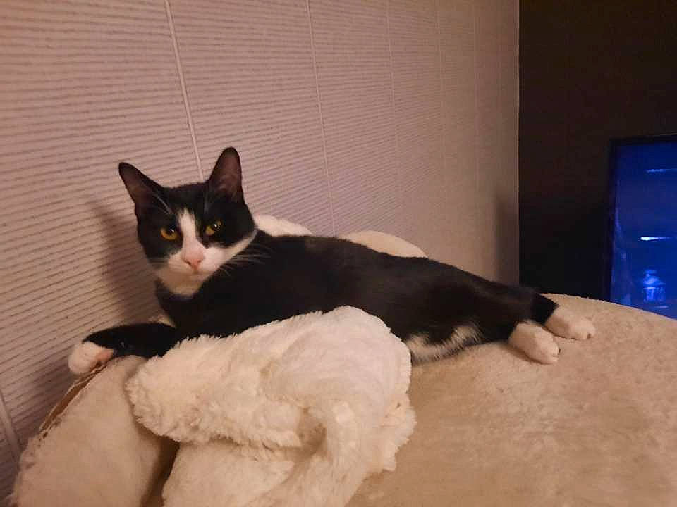 Valda a rejoint le concours — aidez-le/la à gagner de superbes lots ! black_cat, carnivore, cat, comfort, domestic_short_haired_cat, eye, felidae, flooring, fur, hardwood, paw, room, sitting, small_to_medium_sized_cats, snout, tail, whiskers, wood