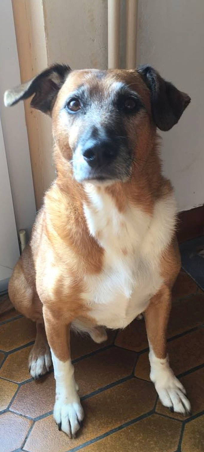 Milo participe au concours pour gagner de l'argent avec cette photo : canidae, carnivore, collar, companion_dog, dog, dog_breed, door, eye, fawn, flooring, fur, pet_supply, snout, sporting_group, street_dog, terrestrial_animal, whiskers, working_dog