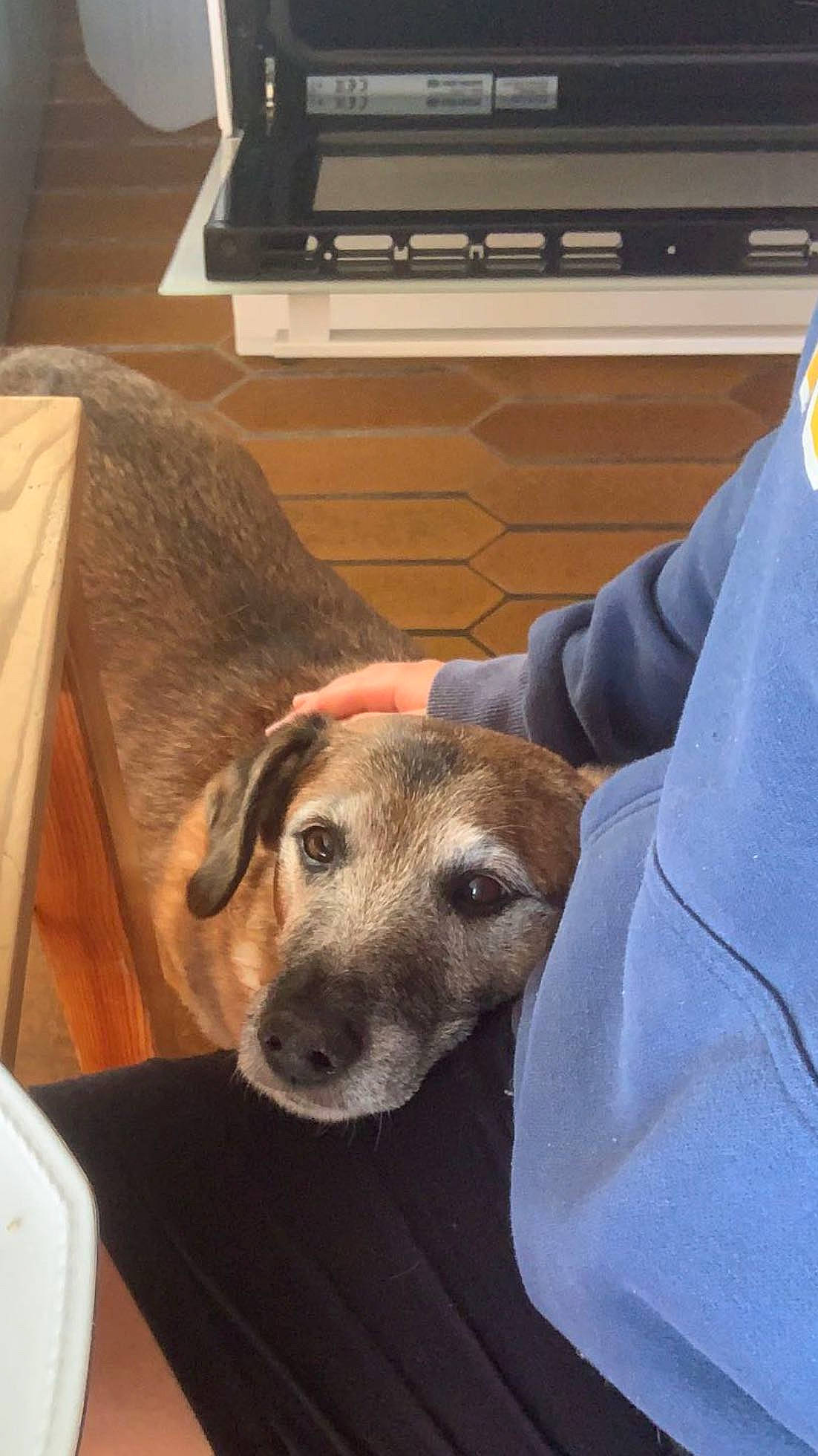 Milo participe au concours pour gagner de l'argent avec cette photo : canidae, carnivore, collar, comfort, companion_dog, dog, dog_breed, ear, fawn, flooring, fur, guard_dog, home_appliance, kitchen_appliance, microwave_oven, non_sporting_group, selfie, whiskers, wood, working_animal