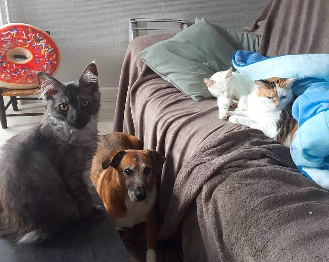 Milo participe au concours pour gagner de l'argent avec cette photo : canidae, carnivore, cat, comfort, companion_dog, couch, dog, dog_breed, domestic_short_haired_cat, fawn, felidae, fur, grey, living_room, mammal, picture_frame, room, small_to_medium_sized_cats, vertebrate, whiskers