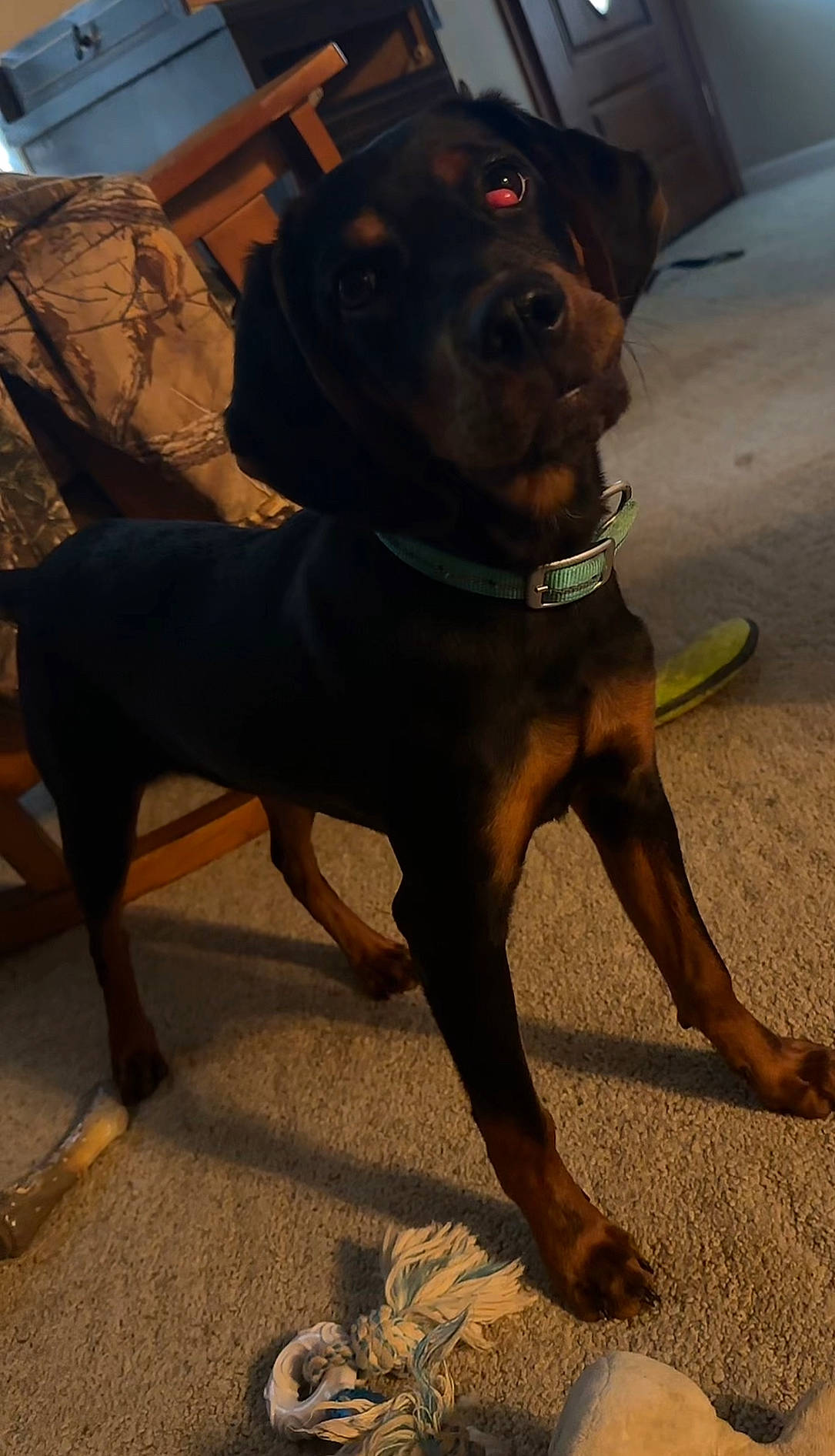 Tikka joined the competition — help win amazing prizes! borador, canidae, carnivore, collar, companion_dog, dog, dog_breed, dog_collar, fawn, guard_dog, hunting_dog, liver, non_sporting_group, snout, sporting_group, tail, terrestrial_animal, working_animal, working_dog