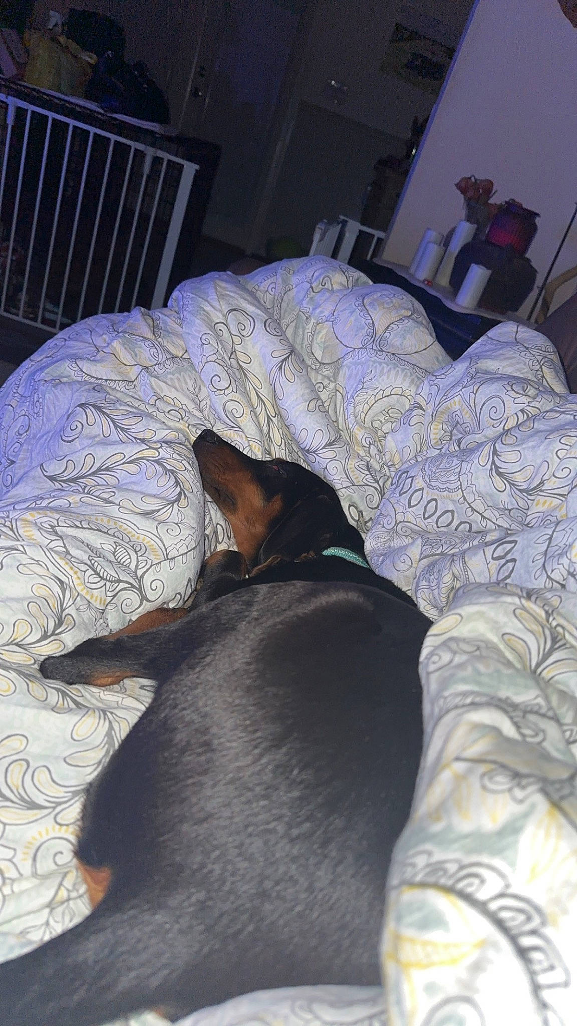 Tikka joined the competition — help win amazing prizes! bed, bedding, bedroom, carnivore, comfort, companion_dog, couch, dog, dog_breed, fawn, felidae, floor, flooring, grey, linens, room, snout, sporting_group, tail, whiskers