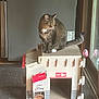 animal, box, cardboard, carpet, cat, cat_house, curious, door, exit_sign, feline, furniture, home, indoor, natural_light, pet, playful, sitting, tabby_cat, white_paw, window