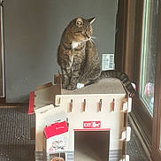 Miss Kitty joined the competition — help win amazing prizes! animal, box, cardboard, cardboard_cat_house, carpet, cat, cozy, curious, exit_sign, feline, floor, home, indoor, natural_light, paws, pet, sitting, tabby_cat, whiskers, window