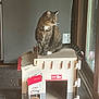 animal, box, cardboard, cardboard_cat_house, carpet, cat, cozy, curious, exit_sign, feline, floor, home, indoor, natural_light, paws, pet, sitting, tabby_cat, whiskers, window