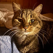 Miss Kitty is registered to the contest to win money with this photo: cat, tabby, close_up, whiskers, fur, indoor, cozy, pet, animal, portrait, warm_light, soft_focus, relaxed, feline, cute, mammal, domestic, sleepy, face, ears