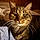 Miss Kitty