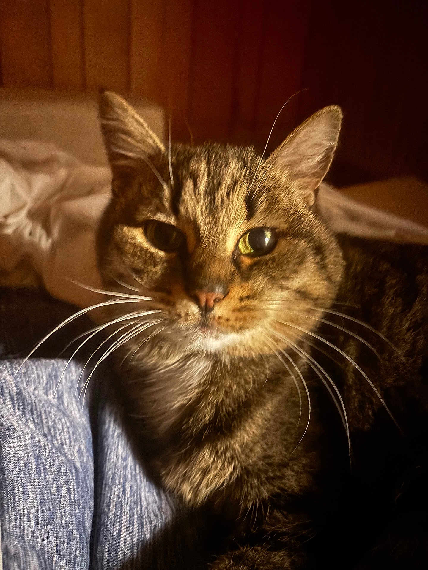 Miss Kitty