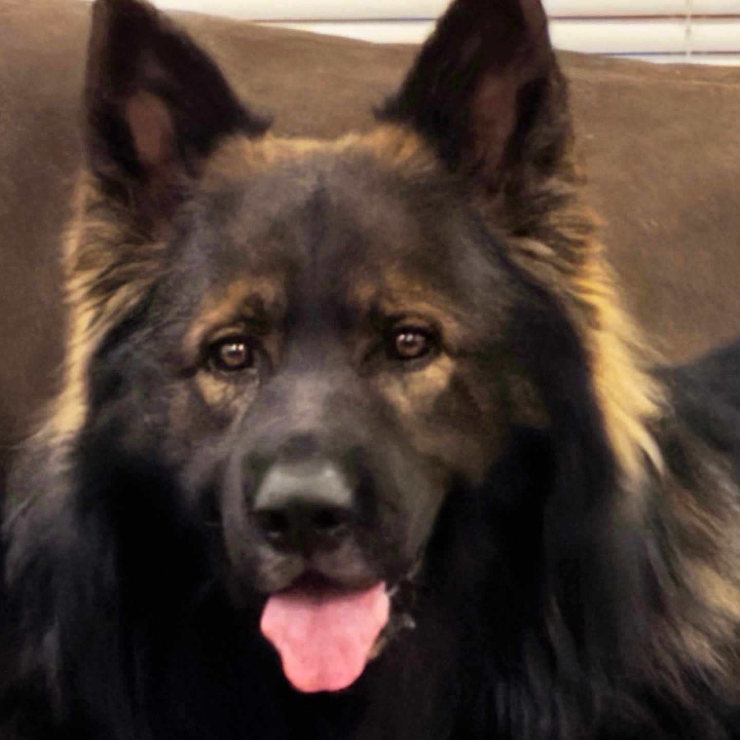Nato is registered to the contest to win money with this photo: animal, brown, canine, closeup, companion, couch, dog, domestic_animal, ears, face, friendly, fur, german_shepherd, household, indoor, muzzle, pet, portrait, relaxed, tongue_out
