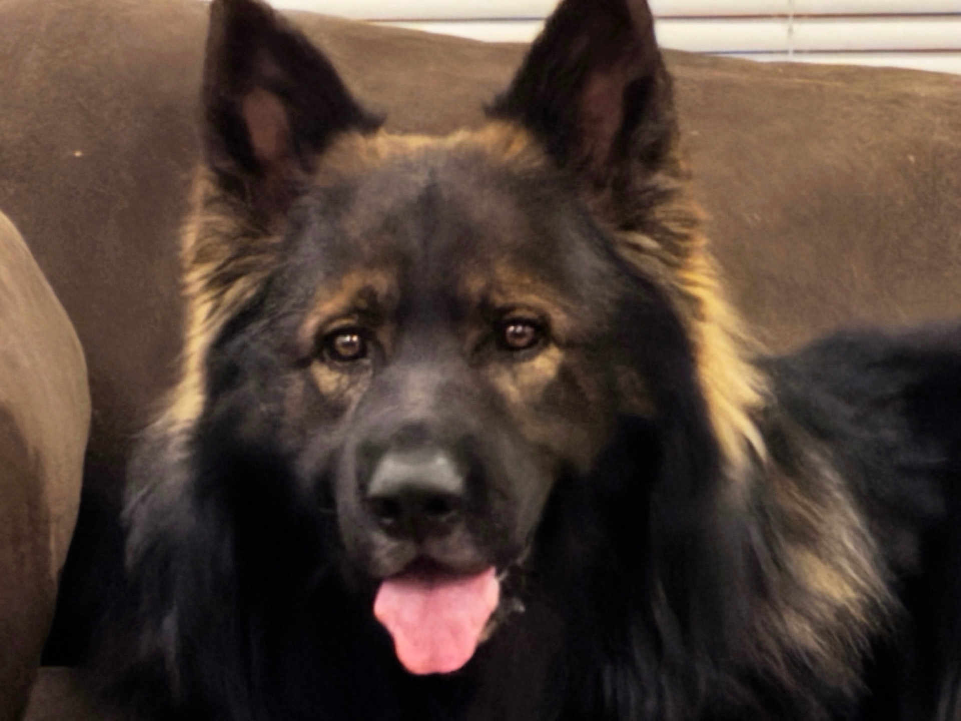 Nato is registered to the contest to win money with this photo: animal, brown, canine, closeup, companion, couch, dog, domestic_animal, ears, face, friendly, fur, german_shepherd, household, indoor, muzzle, pet, portrait, relaxed, tongue_out