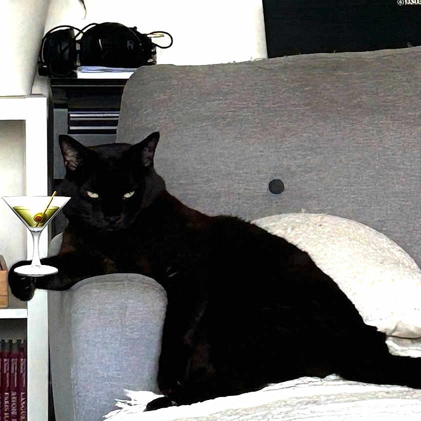 Necko a rejoint le concours — aidez-le/la à gagner de superbes lots ! animal, armchair, black_cat, blanket, books, candles, cat, cozy, drink, feline, gray_furniture, home_decor, indoor, living_room, martini_glass, pet, plant, potted_plant, relaxed, shelf