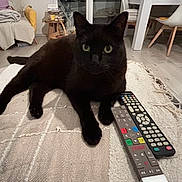 Necko a rejoint le concours — aidez-le/la à gagner de superbes lots ! black_cat, cat, pet, animal, indoor, blanket, remote_control, living_room, furniture, table, chair, floor, curious, green_eyes, relaxed, domestic, cozy, home, cute, portrait