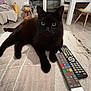 black_cat, cat, pet, animal, indoor, blanket, remote_control, living_room, furniture, table, chair, floor, curious, green_eyes, relaxed, domestic, cozy, home, cute, portrait