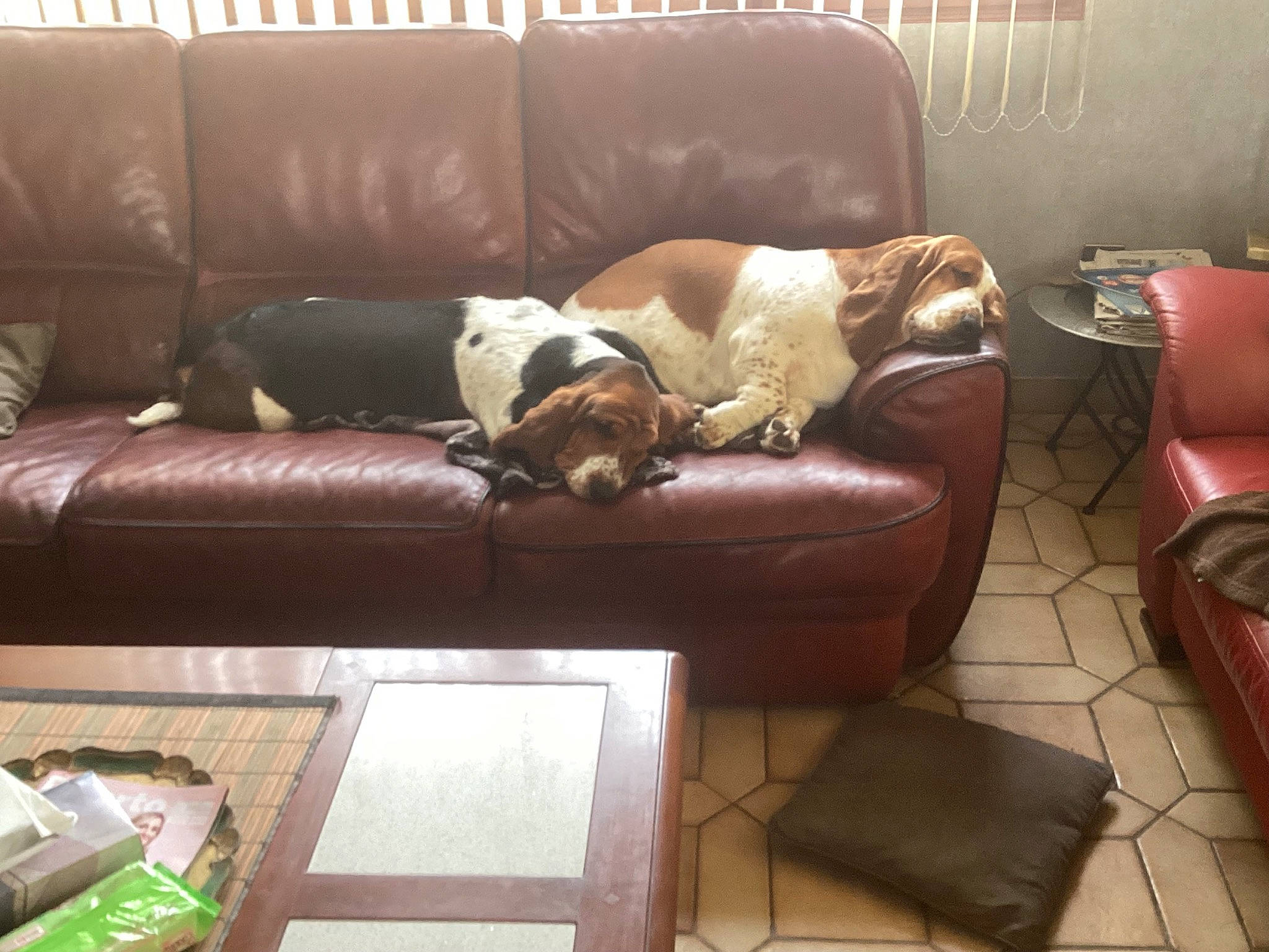 Tina Themis a rejoint le concours — aidez-le/la à gagner de superbes lots ! armrest, brown, carnivore, comfort, companion_dog, couch, dog, floor, flooring, furniture, hardwood, house, interior_design, liver, living_room, rectangle, sofa_bed, studio_couch, table, wood