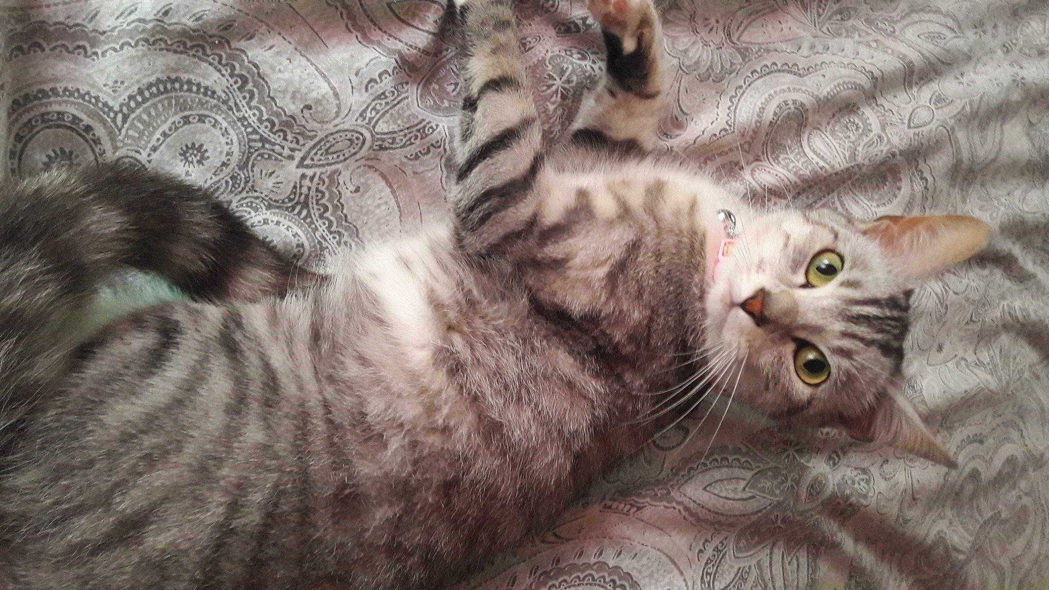 Priya joined the competition — help win amazing prizes! carnivore, cat, claw, comfort, domestic_short_haired_cat, felidae, fur, grey, pattern, paw, small_to_medium_sized_cats, snout, tail, terrestrial_animal, vertebrate, whiskers