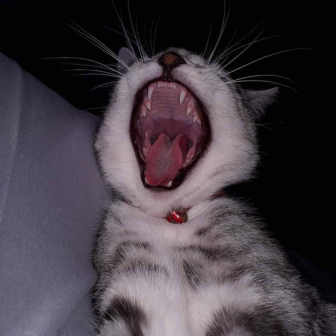 Priya is registered to the contest to win money with this photo: carnivore, cat, cat_toy, claw, close_up, domestic_short_haired_cat, eye, fang, felidae, fur, human_body, iris, jaw, paw, small_to_medium_sized_cats, snout, tongue, tooth, whiskers, yawn