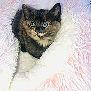 Pixie is registered to the contest to win money with this photo: kitten, cat, blue_eyes, furry, pet, cute, cozy, blanket, soft, white, pink, animal, young, fur, domestic_cat, portrait, resting, small, indoor, curious
