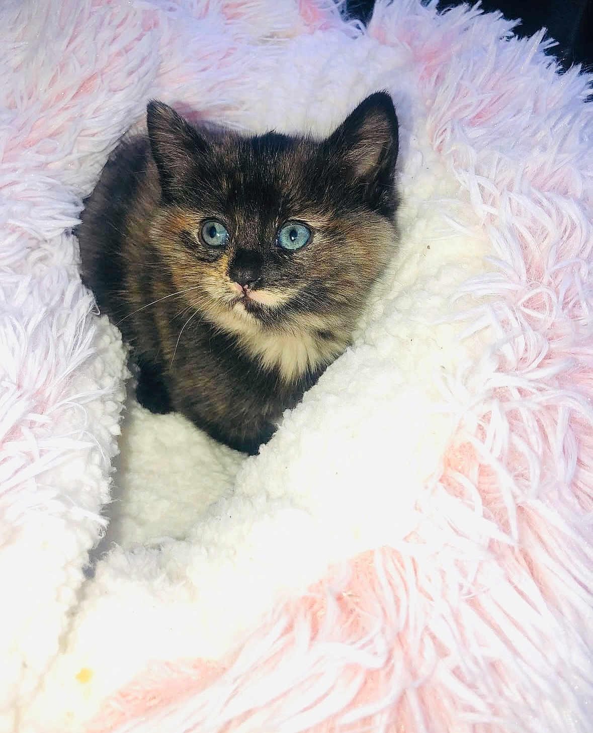 Pixie