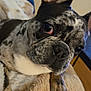 Xena is registered to the contest to win money with this photo: animal, blanket, canine, close_up, companion, curious, cute, dog, domestic, ear, french_bulldog, fur, indoor, paw, pet, portrait, relaxed, resting, snout, whiskers