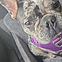 Xena is registered to the contest to win money with this photo: animal, brindle_coat, brown_eyes, canine, car_interior, close_up, comfort, companion, dog, ears, face, french_bulldog, fur, indoors, pet, pet_accessory, purple_harness, seat_cover, snout, travel