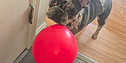 Xena joined the competition — help win amazing prizes! animal, balloon, baseboard, companion, curious, cute, dog, domestic, door, ears_up, french_bulldog, home, indoor, looking_up, pet, playful, red, standing, wall, wood_floor