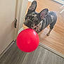 animal, balloon, baseboard, companion, curious, cute, dog, domestic, door, ears_up, french_bulldog, home, indoor, looking_up, pet, playful, red, standing, wall, wood_floor