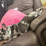 Xena is registered to the contest to win money with this photo: animal, brown, canine, comfort, couch, cute, dog, domestic_animal, ears, french_bulldog, fur, home, indoor, laying_down, living_room, looking, pet, pink_pillow, relaxing, resting