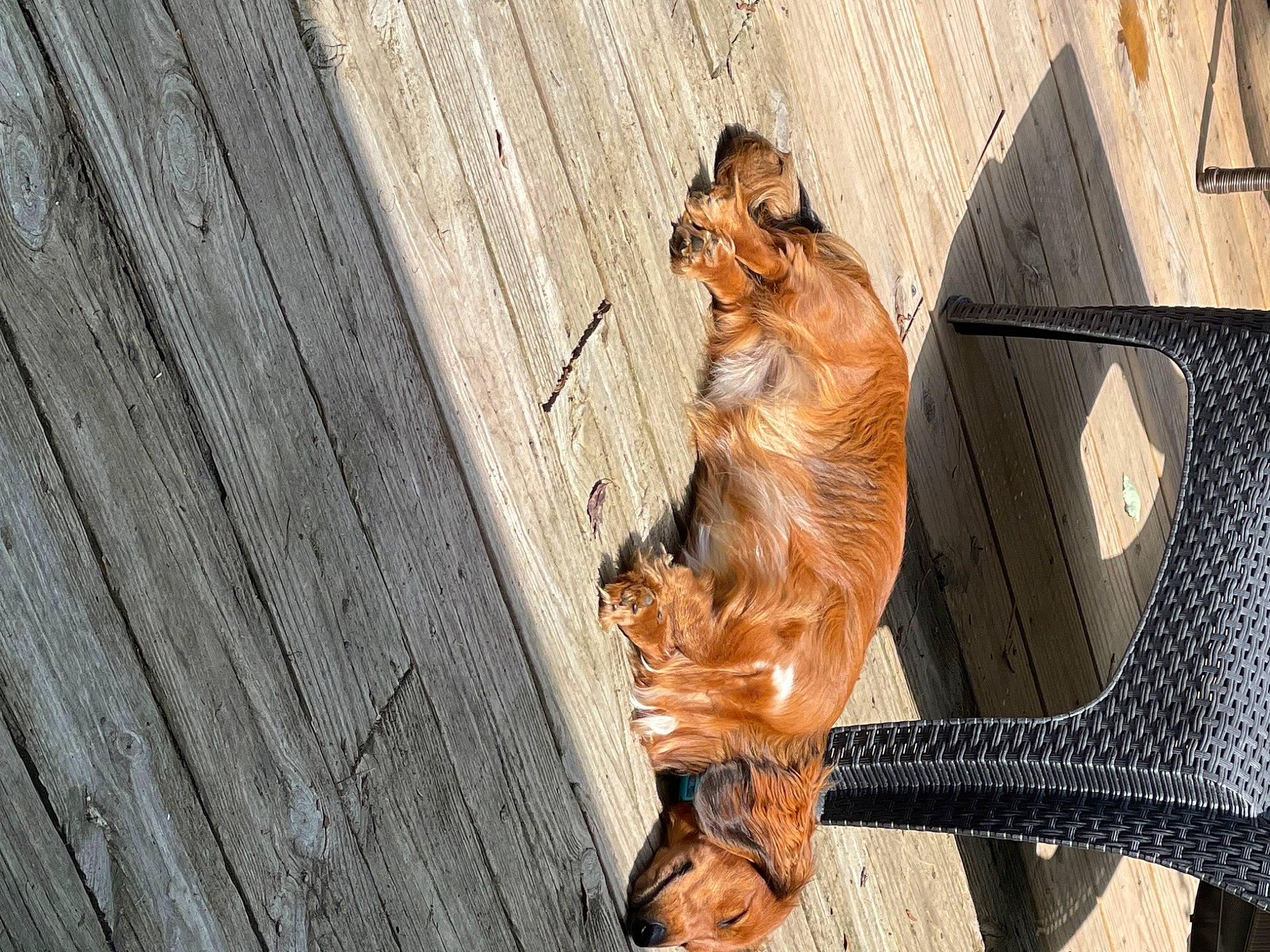 Tucker joined the competition — help win amazing prizes! animal_shelter, carnivore, claw, domestic_short_haired_cat, fawn, felidae, foot, fur, hardwood, heat, metal, small_to_medium_sized_cats, snout, tail, terrestrial_animal, trunk, whiskers, wildlife, window, wood