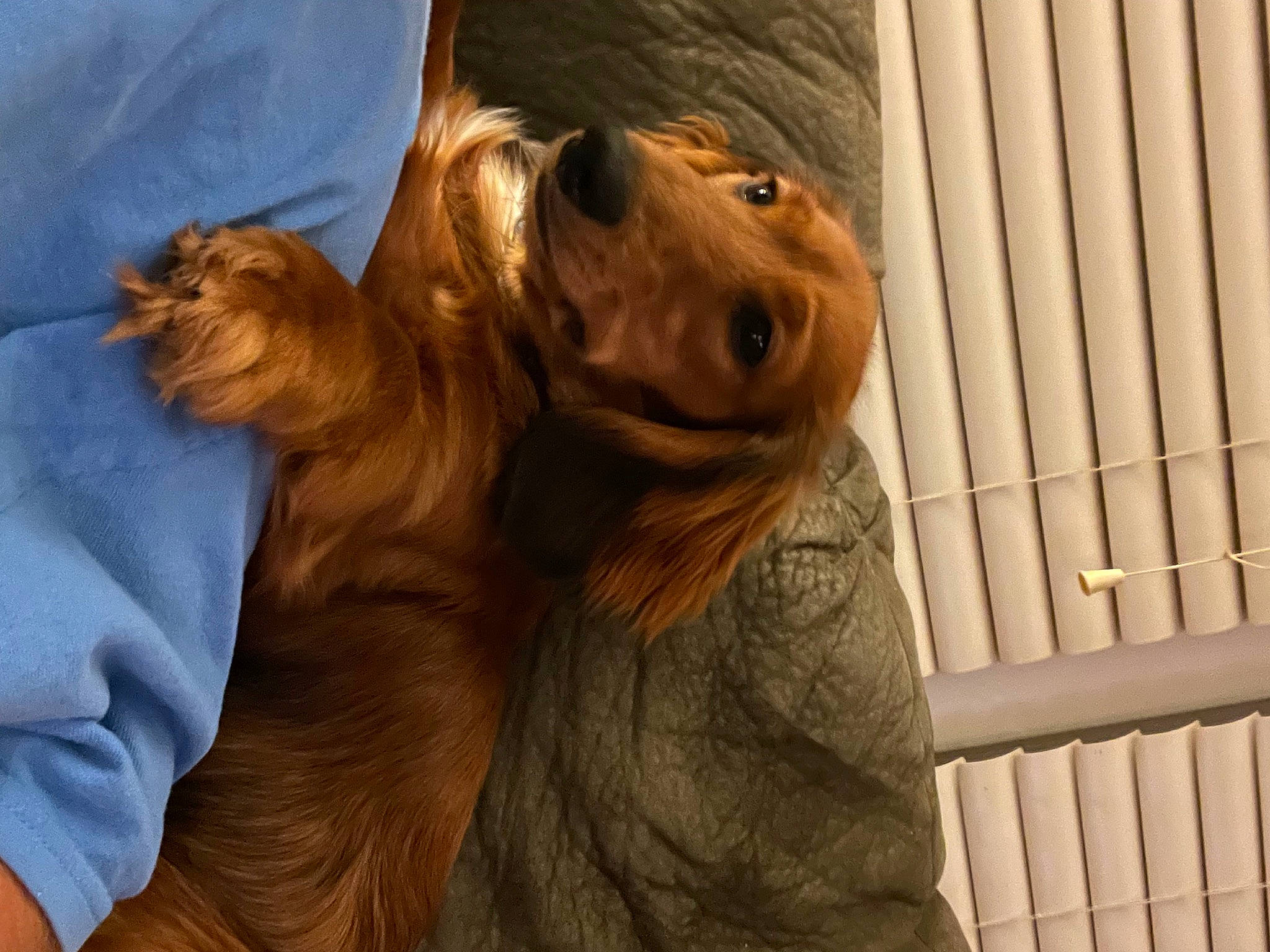 Tucker is registered to the contest to win money with this photo: canidae, carnivore, companion_dog, dog, dog_breed, ear, fawn, fur, gesture, guard_dog, hunting_dog, liver, retriever, snout, spaniel, sporting_group, whiskers, wood, working_animal, wrinkle