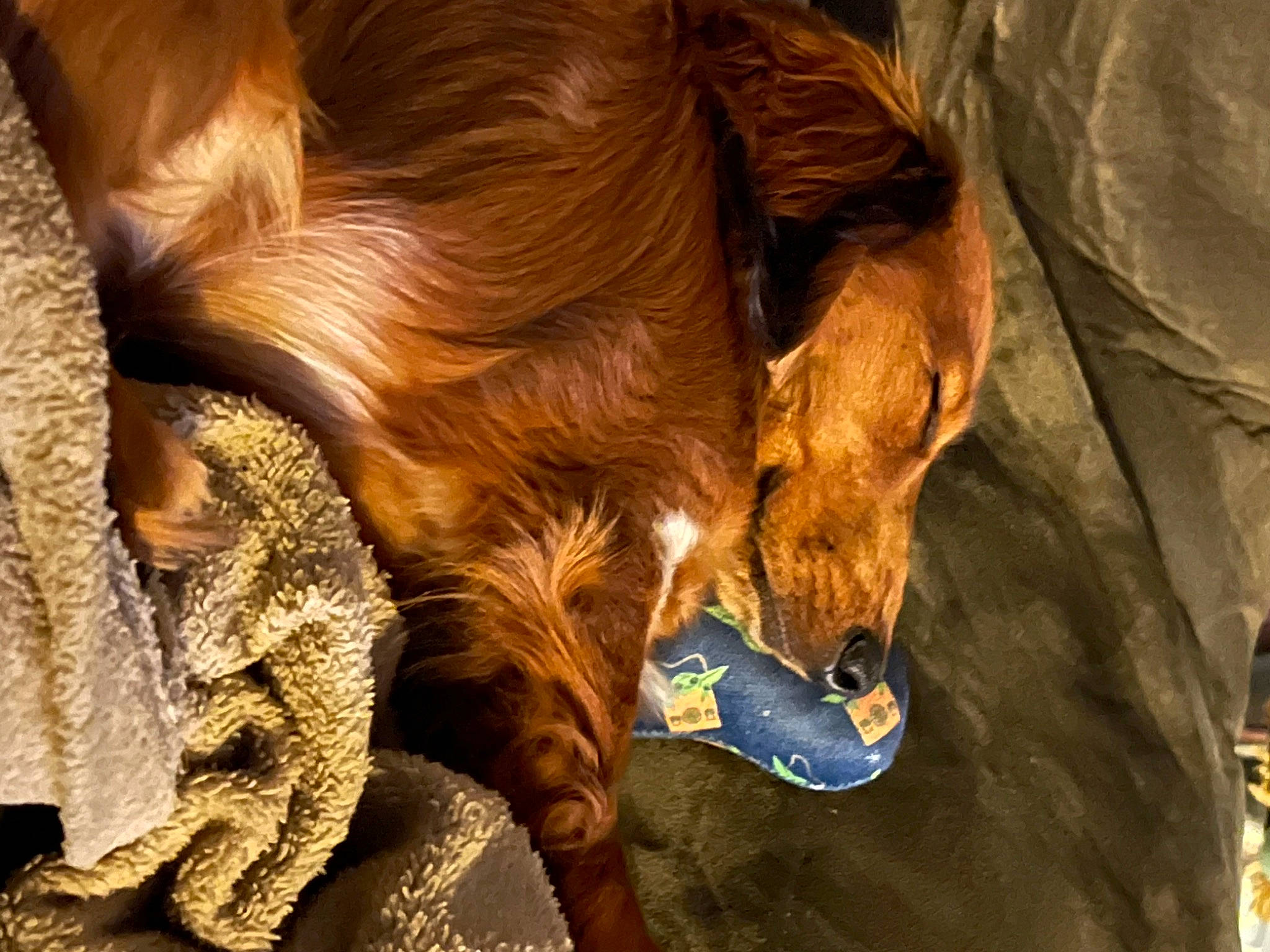 Tucker is registered to the contest to win money with this photo: carnivore, companion_dog, dairy_cow, dog_breed, fawn, fur, goats, horn, human_leg, liver, livestock, mammal, snout, sporting_group, tail, terrestrial_animal, whiskers, wood, working_animal, wrinkle