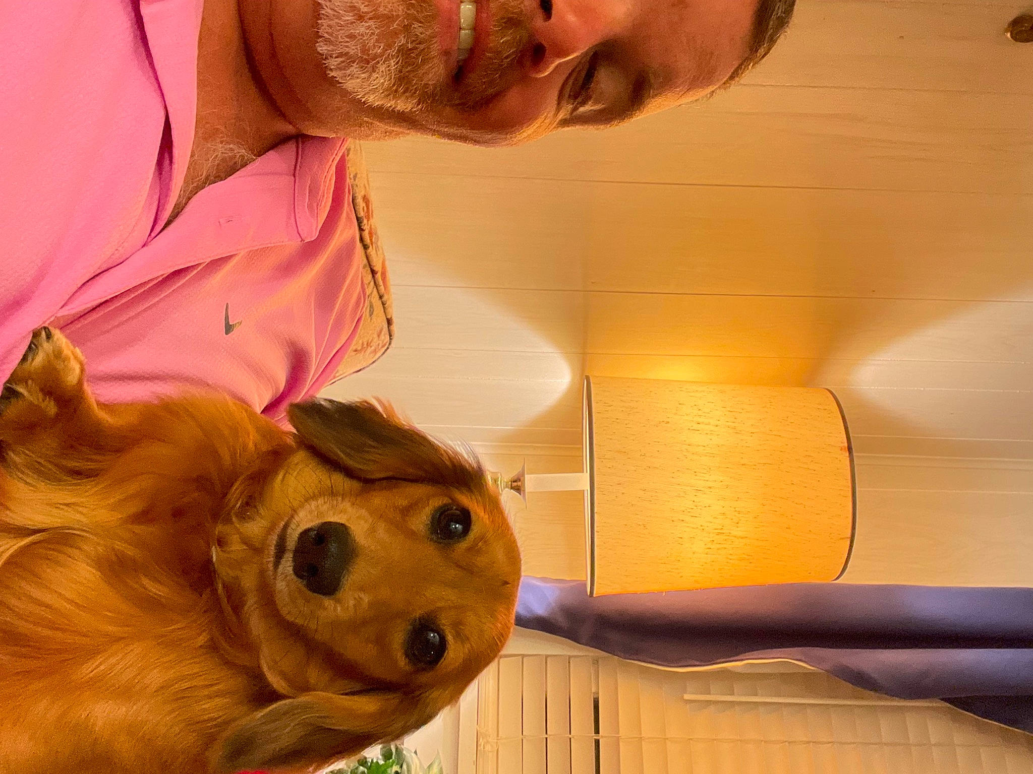 Ruby Sue joined the competition — help win amazing prizes! beard, carnivore, companion_dog, dog, dog_breed, ear, eyewear, fawn, hairstyle, happy, jaw, mouth, nose, organ, skin, snout, sunglasses, whiskers, wood, yellow